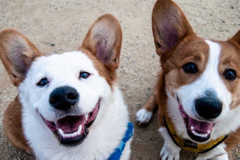 two dogs lying on the floor