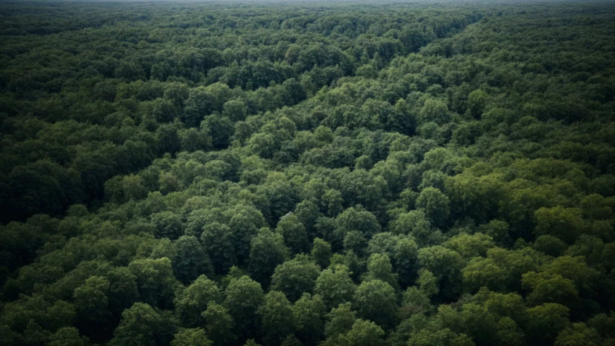 aerial view of a dense forest gradually merging into an urban area, illustrating the interface of nature and human development.