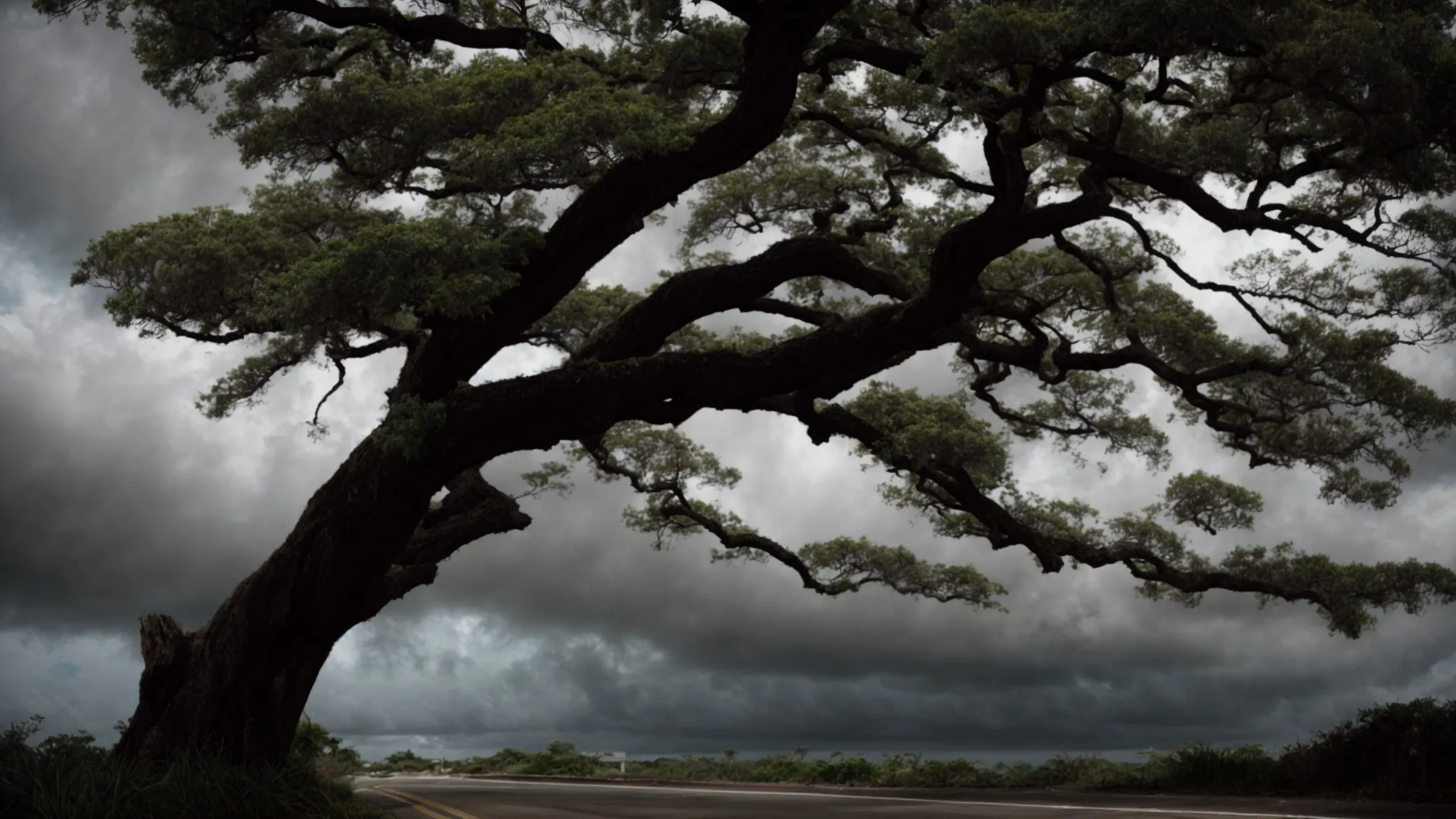 windswept trees and darkened skies loom over deserted grenadian streets.